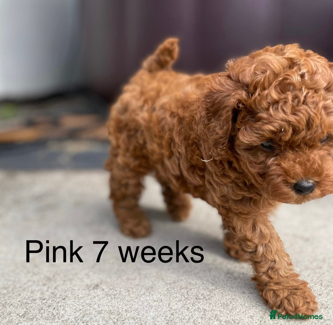 Toy Poodle dogs for sale: Asian Toy Poodle Puppies  - Image 25