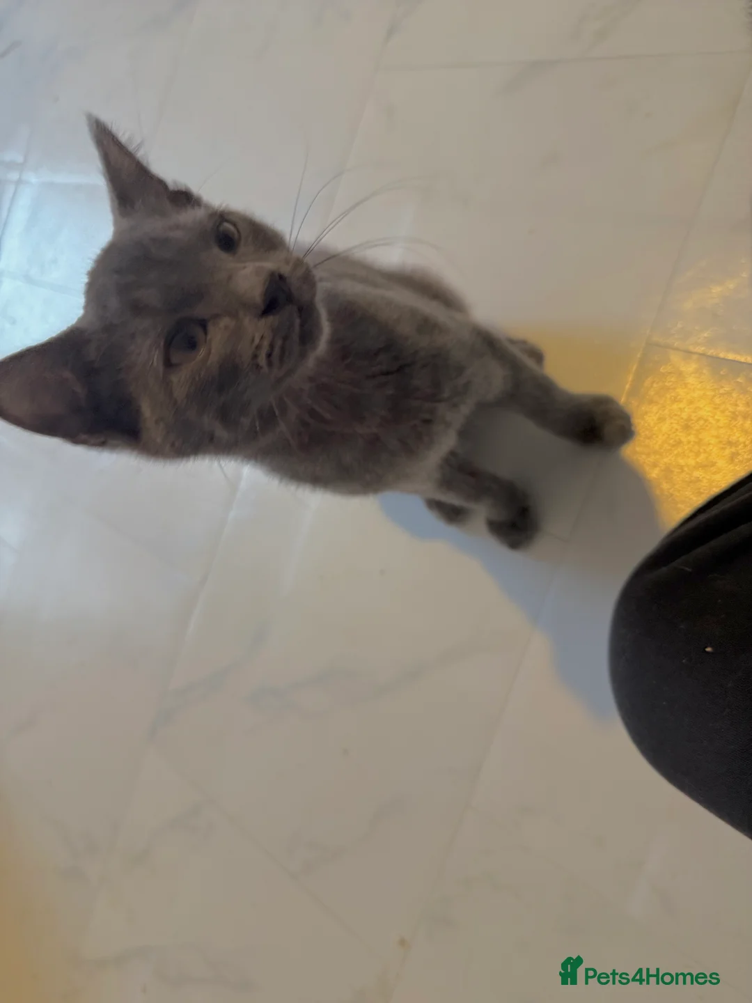 British Shorthair cats for sale: 3 cute and friendly kittens. 1 grey, 2 tabby - Advert 17