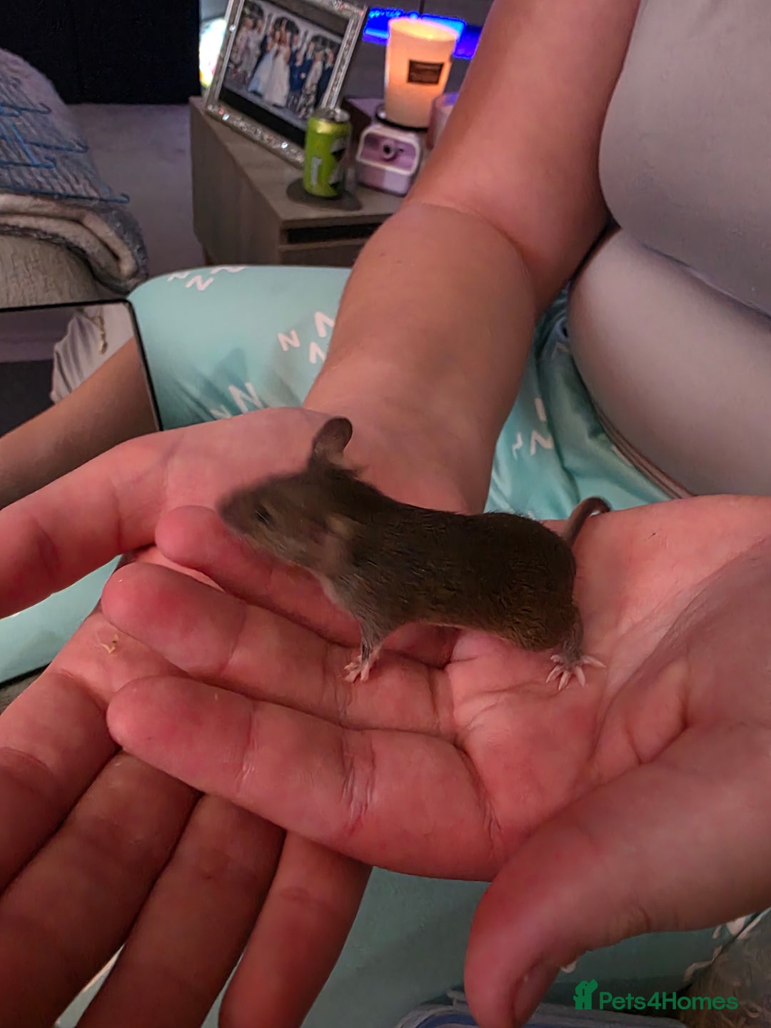 Mouse rodents for sale: Male and female mice  - Advert 7