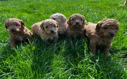 Toy Poodle dogs for sale: Gorgeous kc registered toy poodle pups  - Image 19