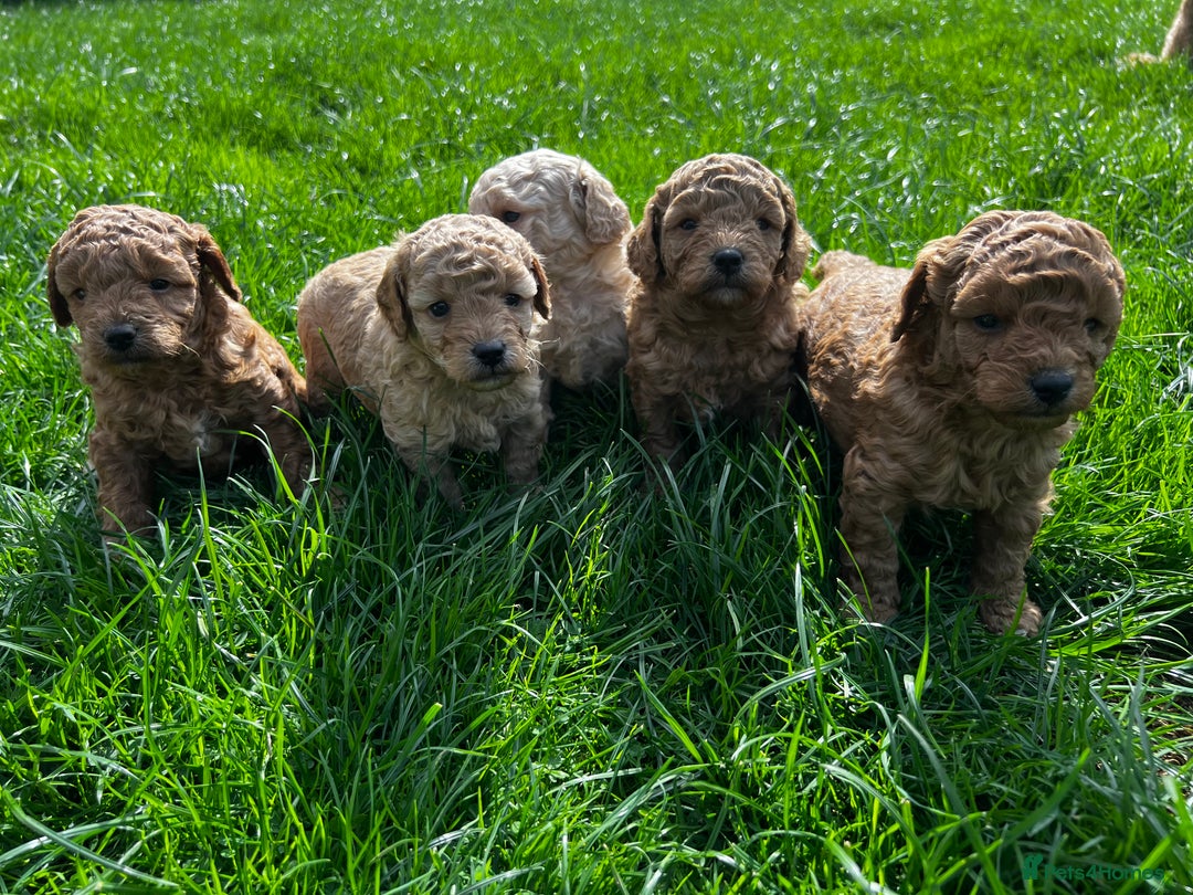Toy Poodle dogs for sale: Gorgeous kc registered toy poodle pups  - Image 19