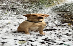 Labrador Retriever dogs for sale: Labrador puppies in Shaftesbury - Image 3
