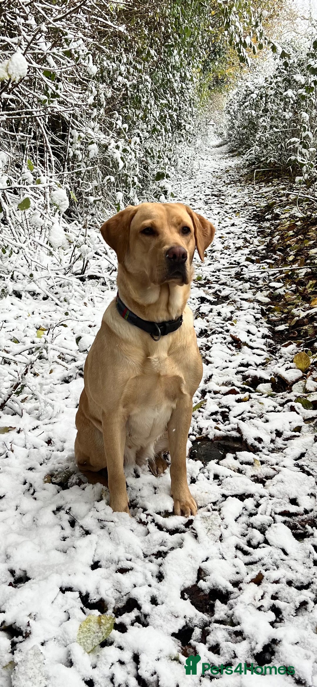 Labrador Retriever dogs for sale: Labrador puppies in Shaftesbury - Image 3