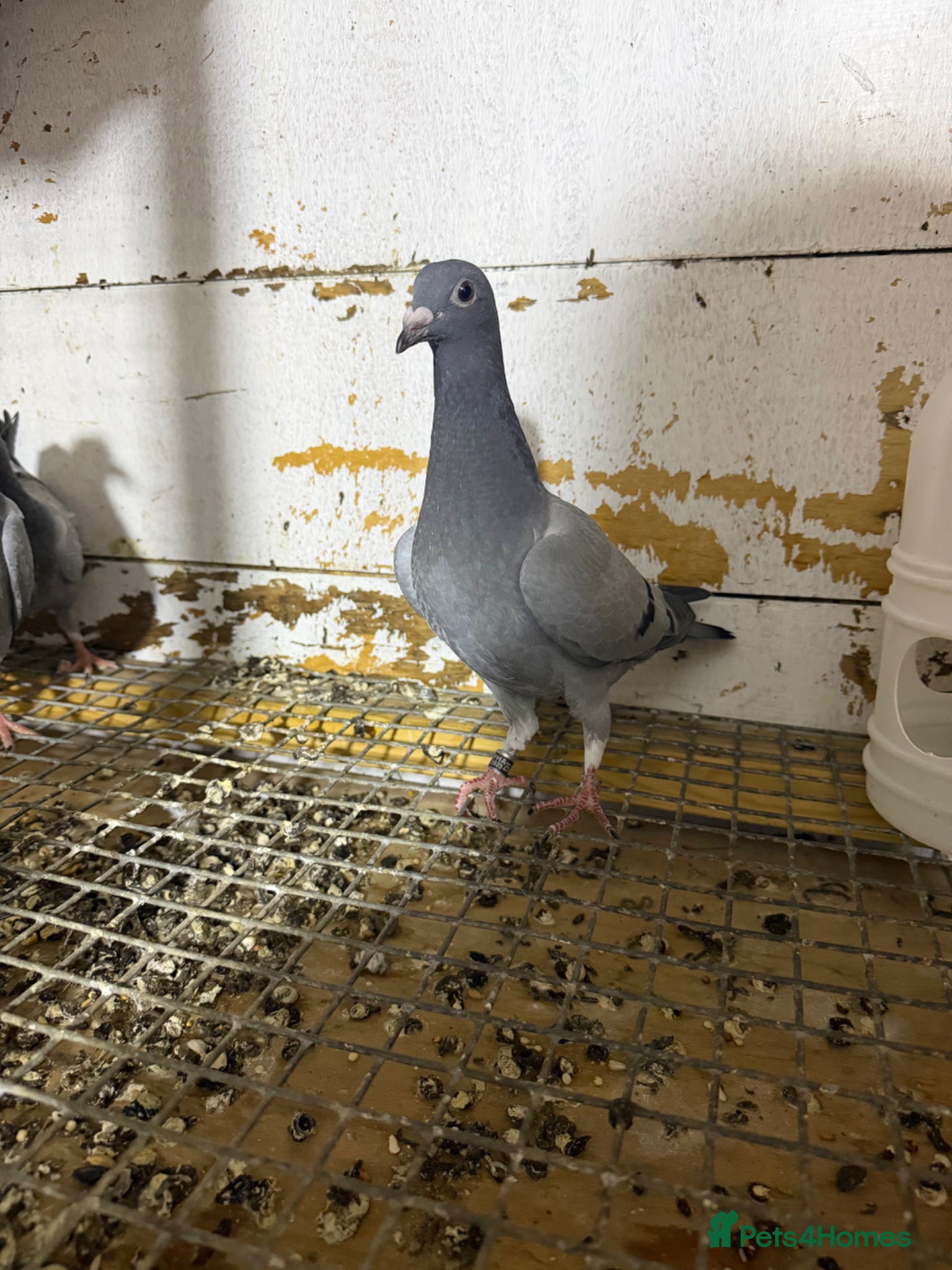 Pigeons birds for sale: Racing pigeons  - Advert 4