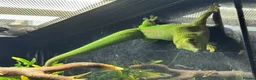Leopard Gecko reptiles for sale: Available Rescue Looking for Their Forever Homes - Advert 7