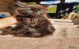 Maine Coon cats for sale: Maine coon x marble bengal unique kittens - Image 11