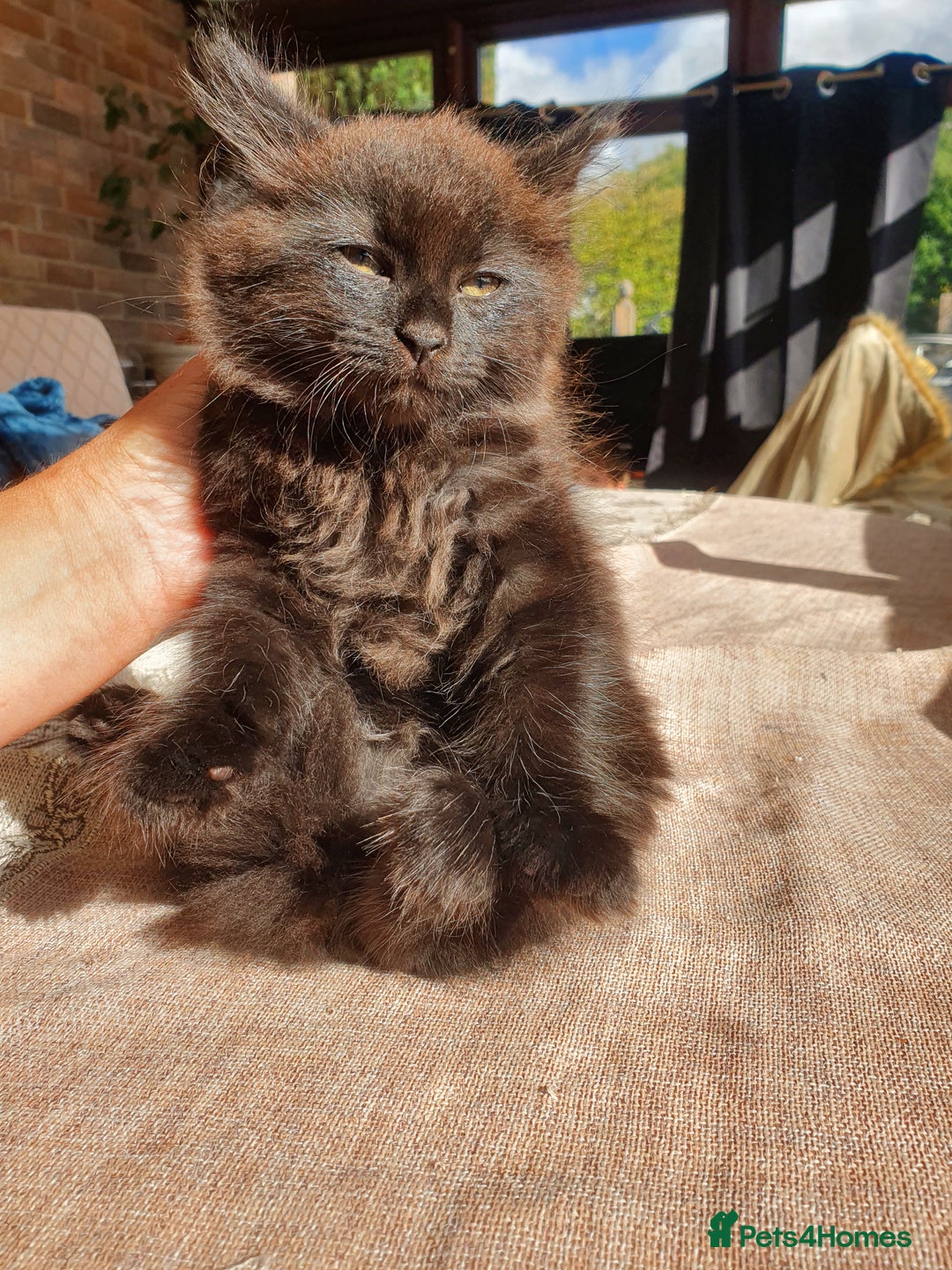 Maine Coon cats for sale: Maine coon x marble bengal unique kittens - Image 11