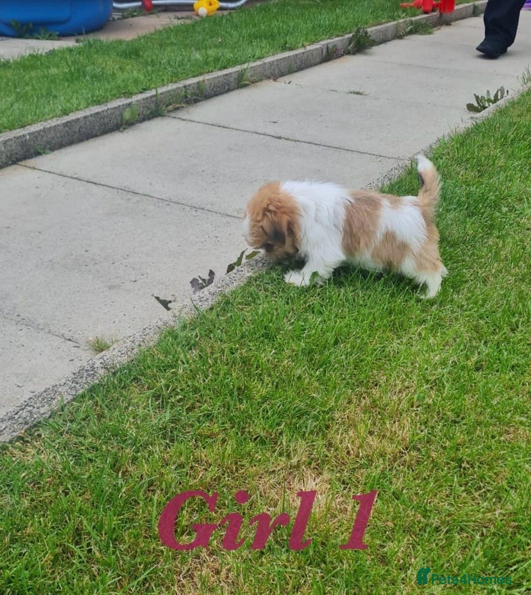 Shorkie dogs for sale: 4 beautiful shorkie pups fully vaccinated  - Image 14