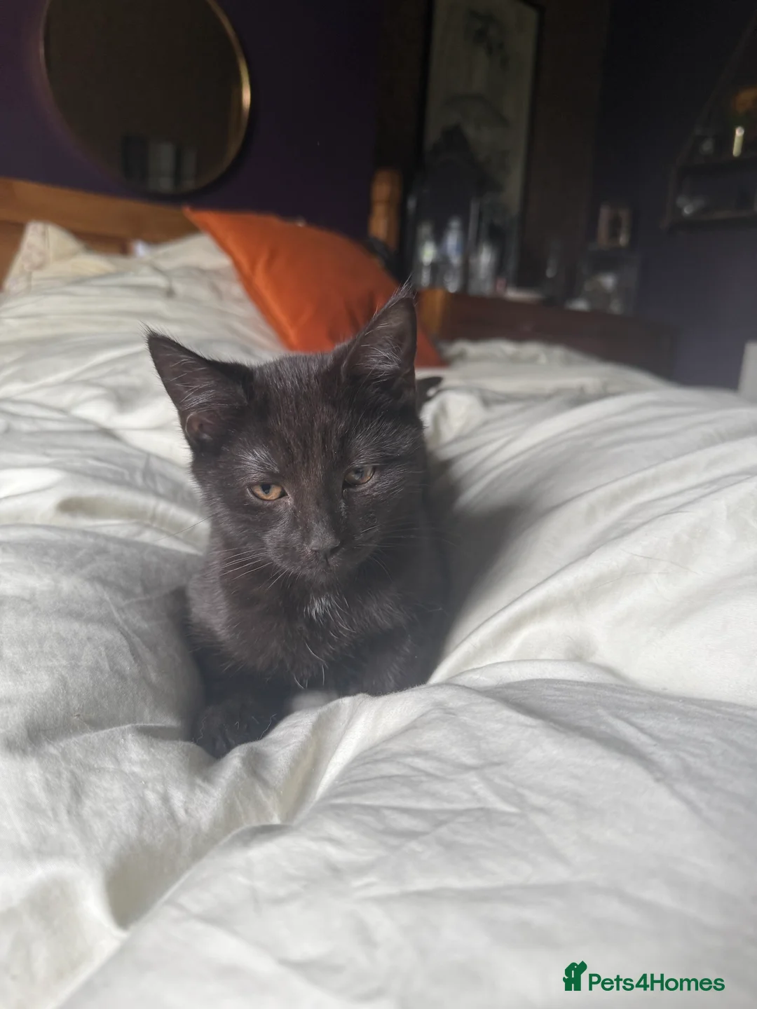 Mixed Breed cats for sale: Camera shy black Kitten - Advert 3