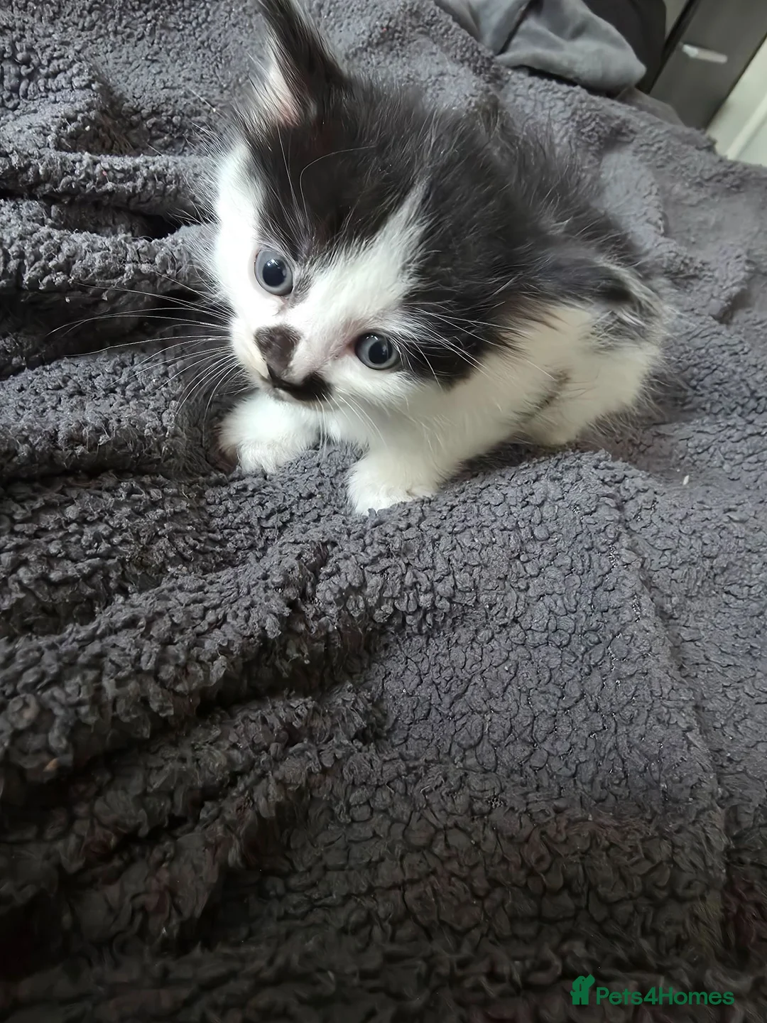 Mixed Breed cats for sale: Cute kittens are looking for a loving home  - Advert 18