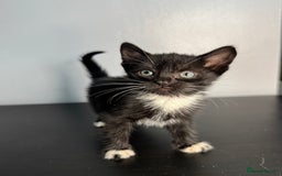 Mixed Breed cats for sale: Beautiful mixed bengal kittens  - Image 15