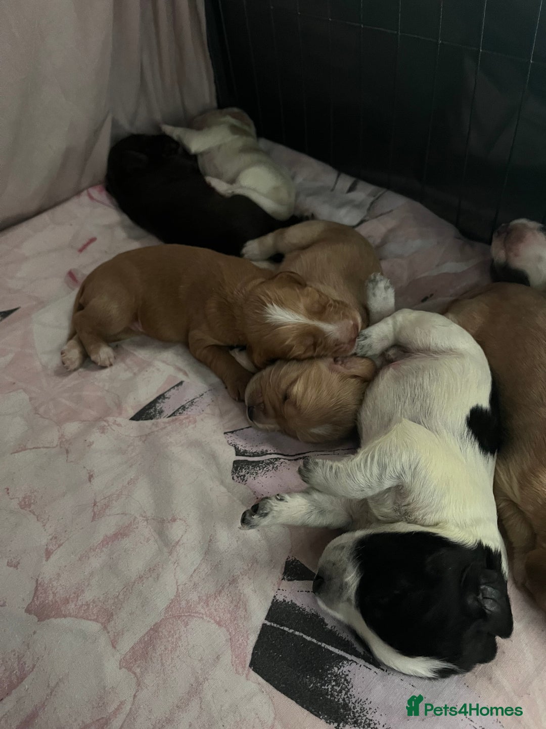 Cocker Spaniel dogs for sale: Working cocker spaniel puppies  - Image 8