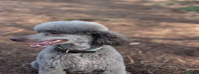 Kaiya 