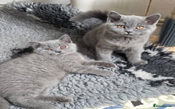 British Shorthair cats for sale: READY 1 boy Pedigree British shorthair  - Image 17