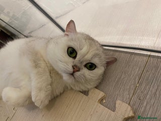 British Shorthair cats in Birmingham - Advert 29