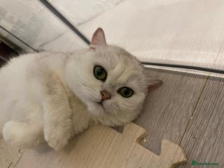 British Shorthair cats Championship british short hair in Birmingham - Advert 11