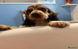 Cocker Spaniel dogs for sale: Hughie Show Coker spaniel  - Advert 4