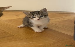 Mixed Breed cats for sale: 2 beautiful male kittens - Image 4