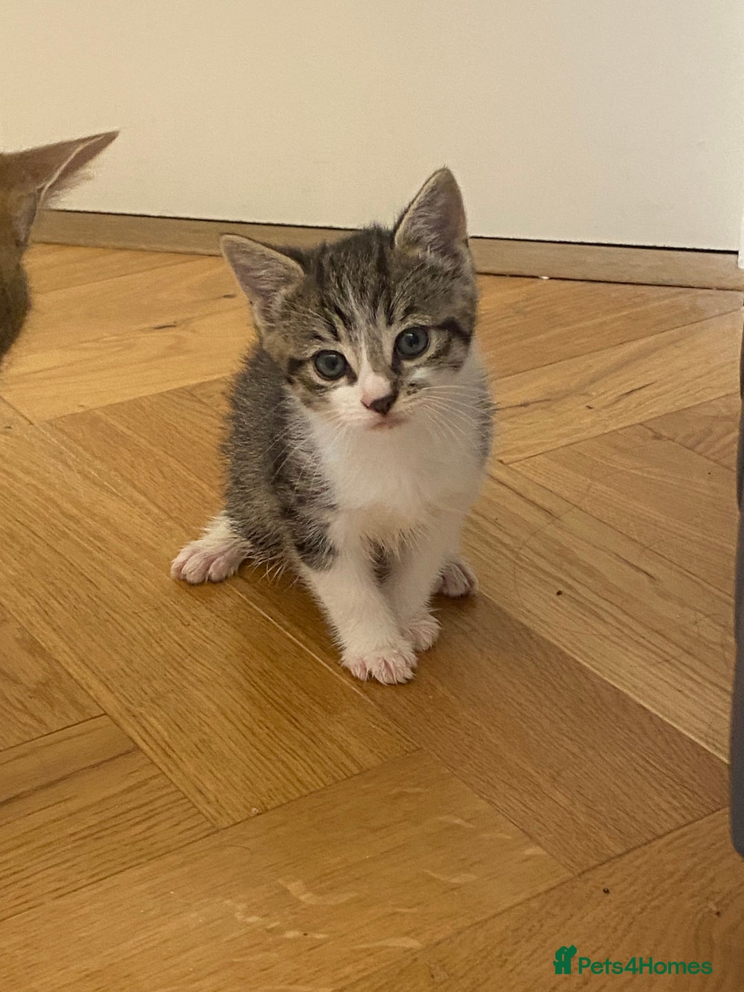 Mixed Breed cats for sale: 2 beautiful male kittens - Image 4