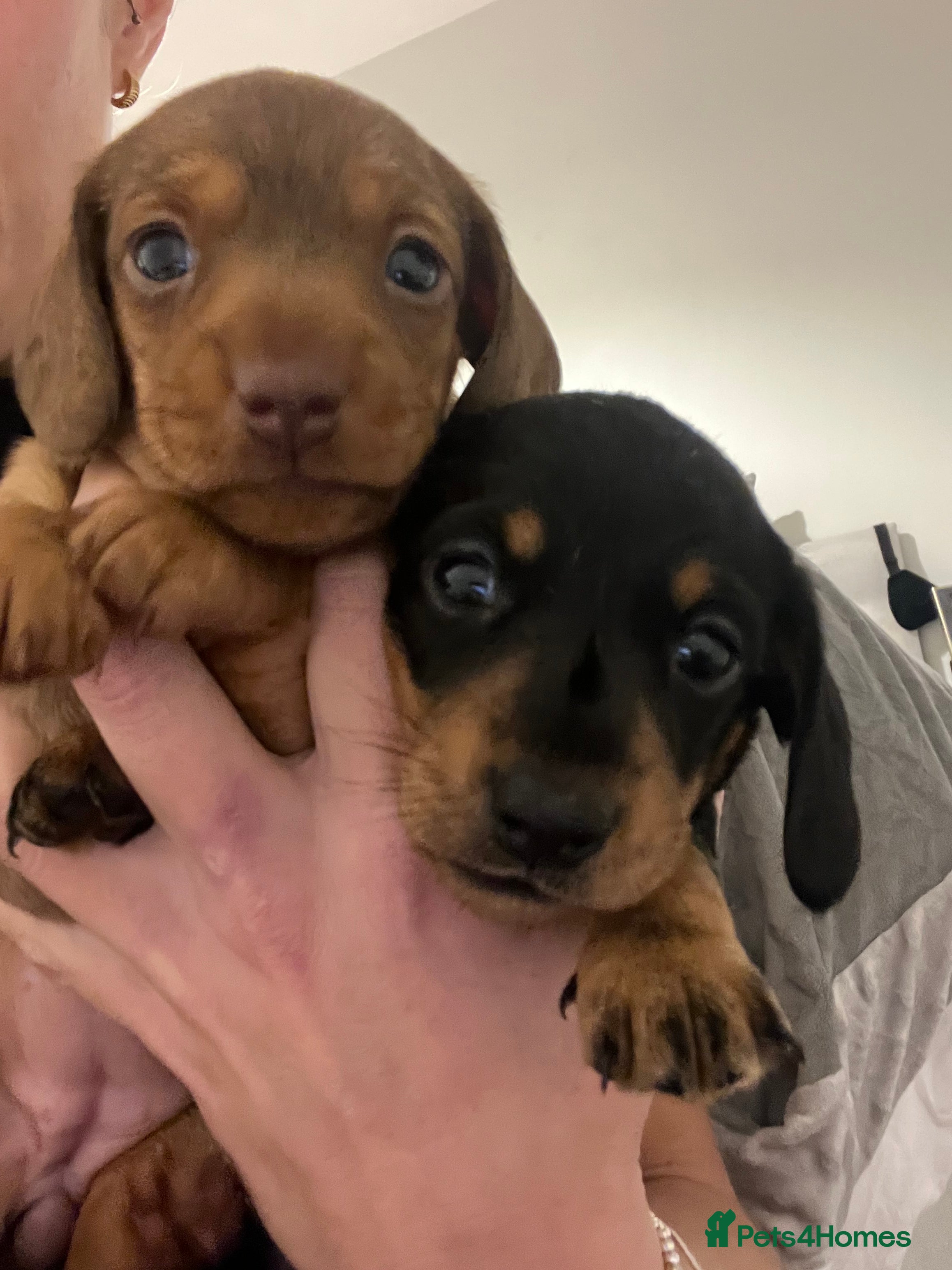 Dachshund dogs KC Female Miniature Smooth Dacshunds - Advert 17