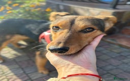 Mixed Breed dogs for adoption: ❤️🐶 RAPUNZEL – 1 year old gentle model❤️🐶  - Advert 9