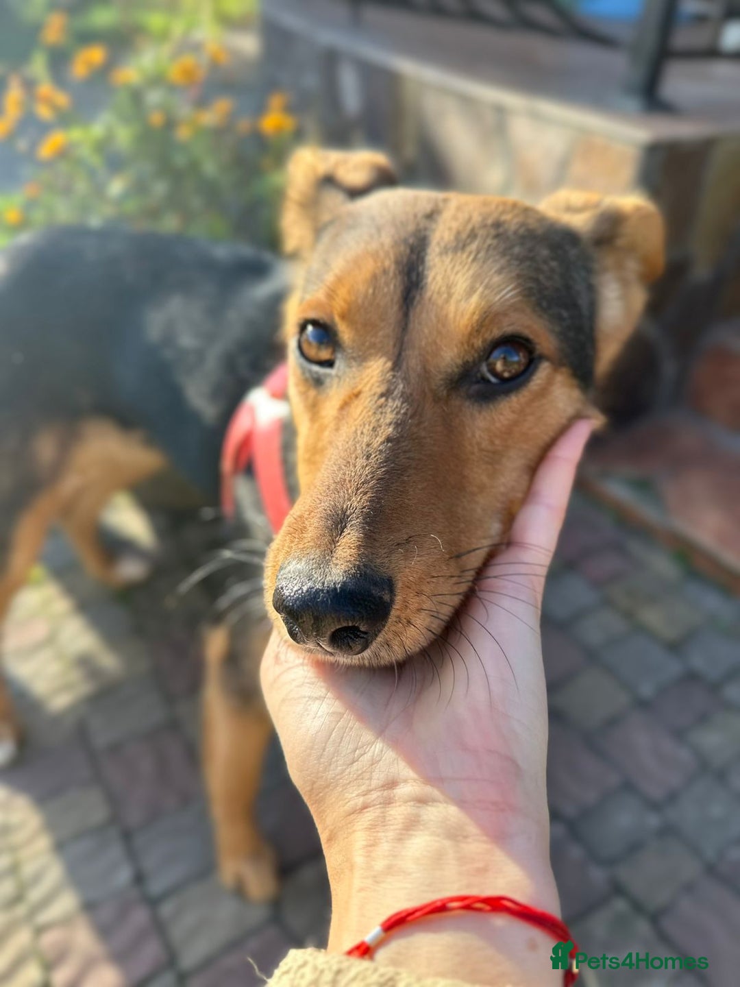 Mixed Breed dogs for adoption: ❤️🐶 RAPUNZEL – 1 year old gentle model❤️🐶  - Advert 9