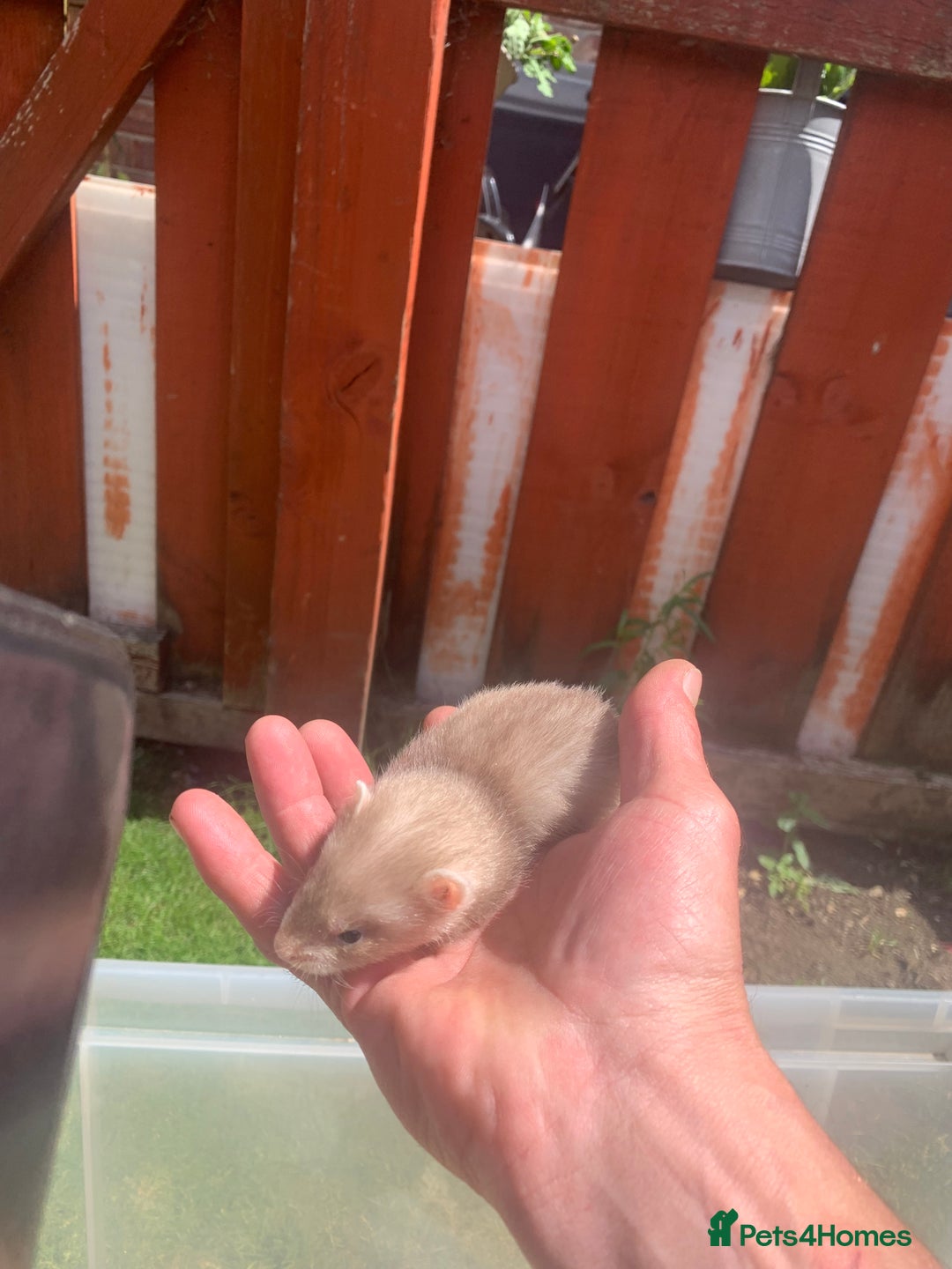 Ferret rodents for sale: Micro and small ferrets - Image 4