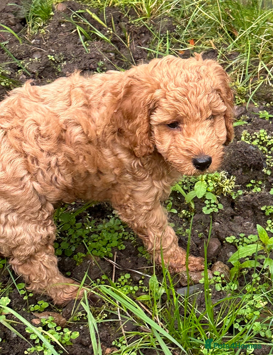 Cockapoo dogs for sale: F2B Cockapoos due 23rd Dec - Advert 8
