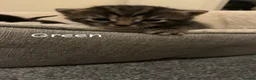 Mixed Breed cats for sale: Mixed breed tabby - Advert 4