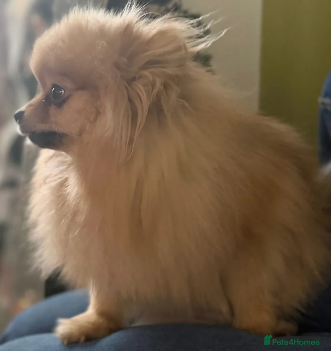 Pomeranian dogs for sale: Pomeranian female for sale - Advert 3