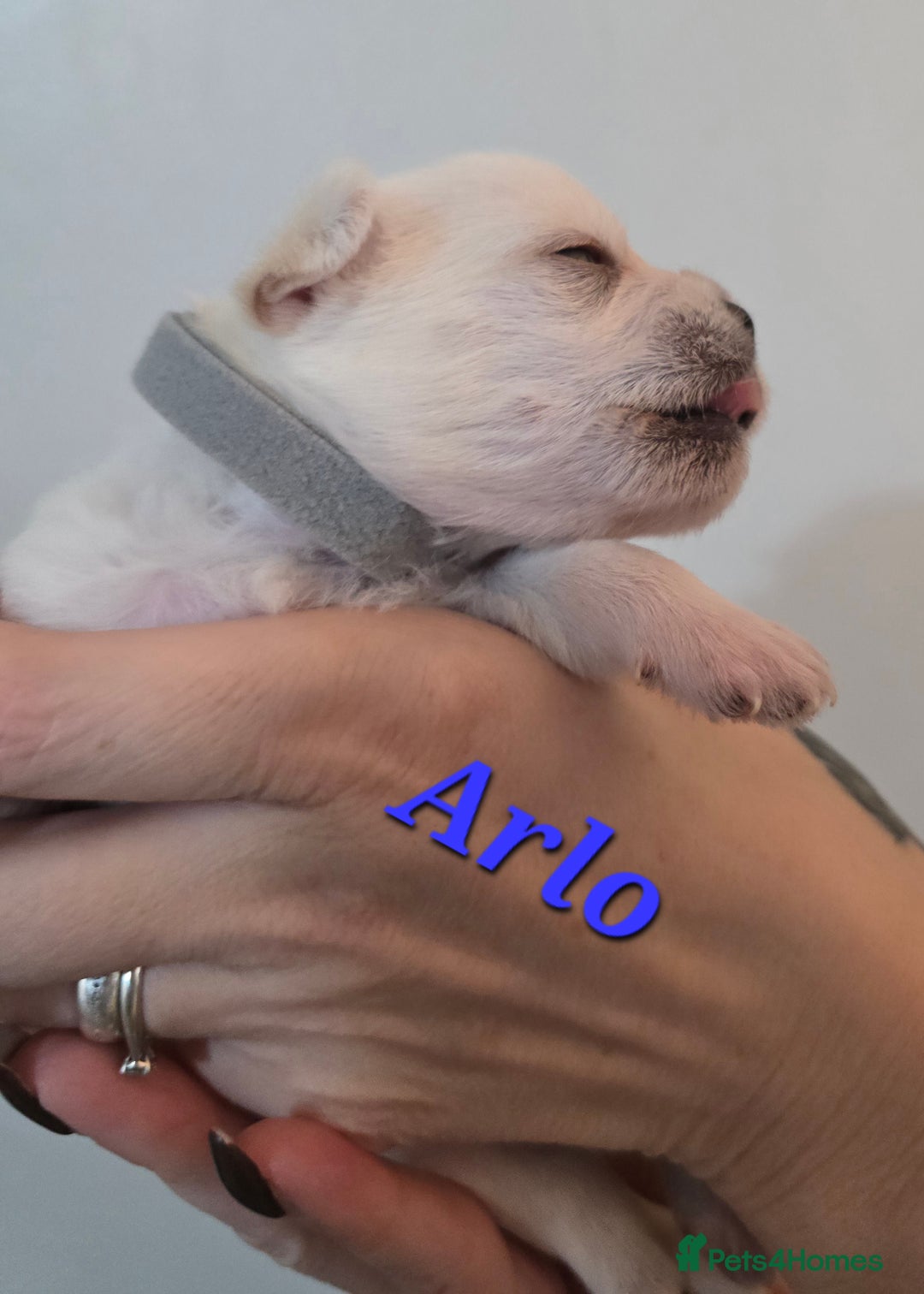 Mixed Breed dogs for sale: F1 Malchi puppys from health tested parents  - Image 20
