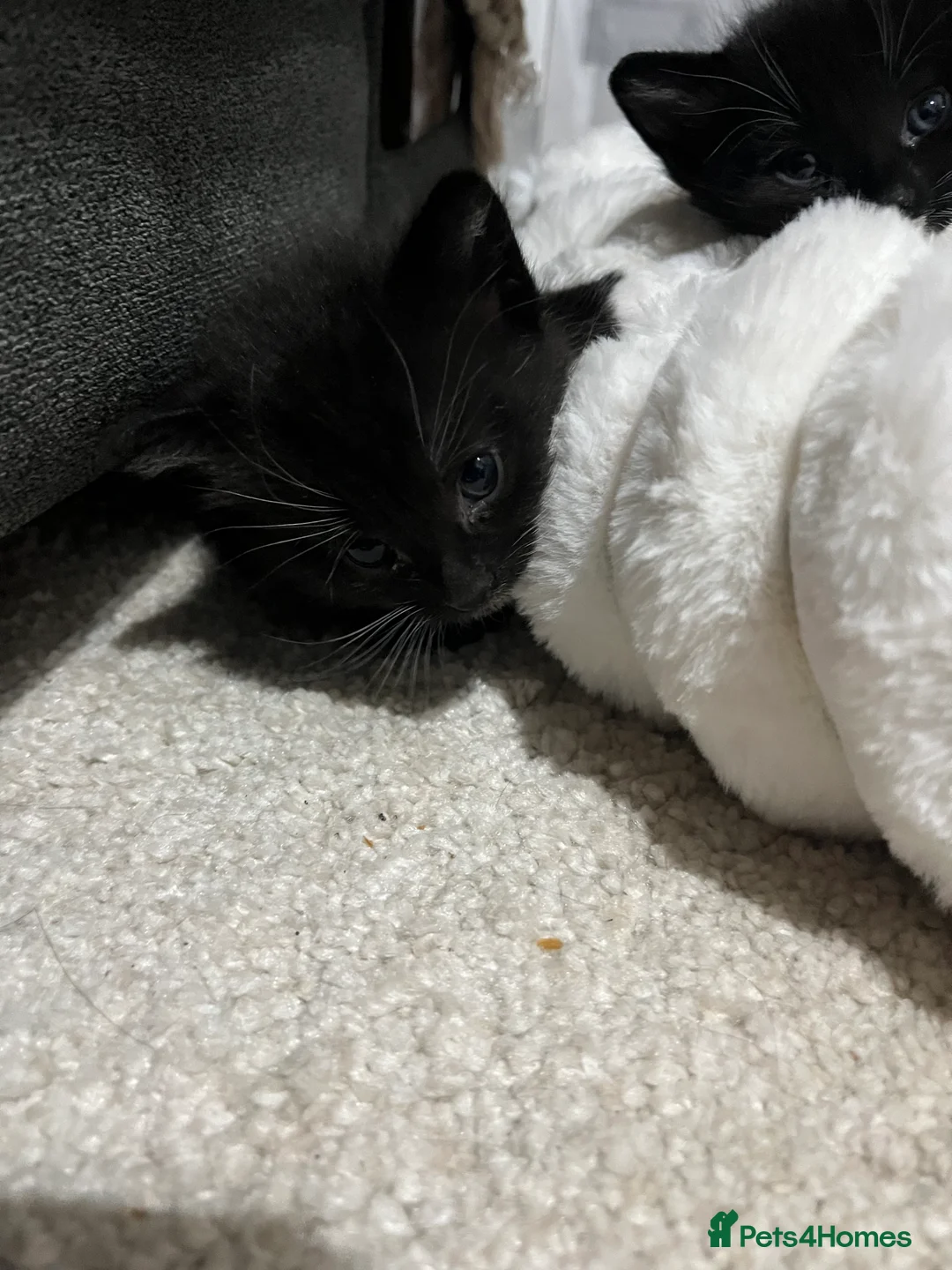 British Shorthair cats for sale: Mix of Persian and domestic short hair kittens - Advert 9