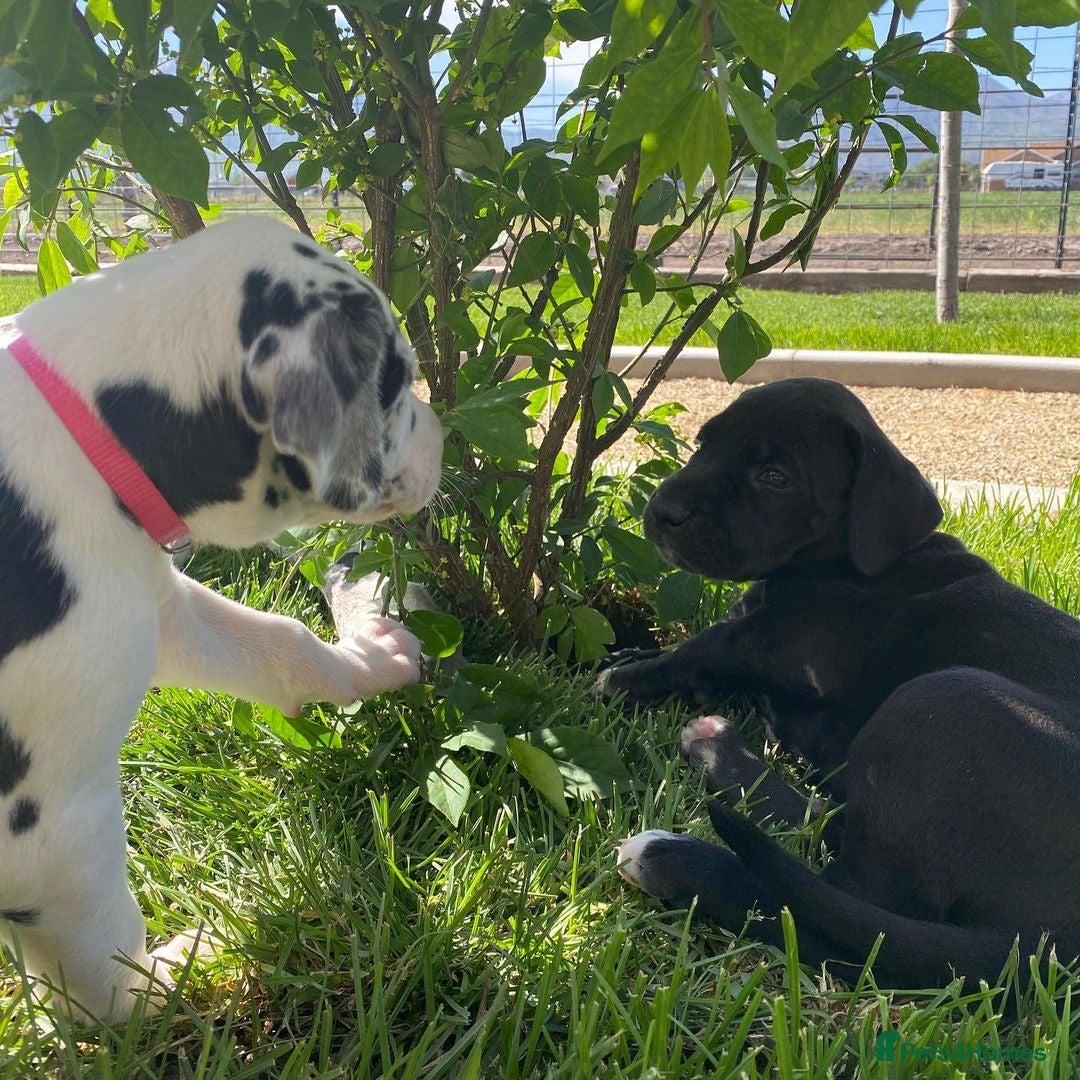 Great Dane dogs for sale: Re-home our 7 week old Great Dane Pups - Image 4