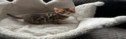 Bengal cats for sale: TICA Bengal kittens available!  - Advert 5