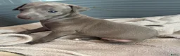 Italian Greyhound dogs for sale: Morgan’s KC registered Italian greyhounds  - Advert 5