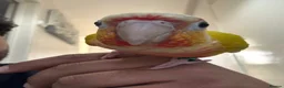 Conures birds for sale: Suncheek conure fully tame & hand reared - Advert 3