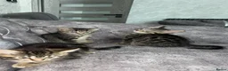 Domestic Shorthair cats for sale: Adorable tabby’s kittens - Advert 14