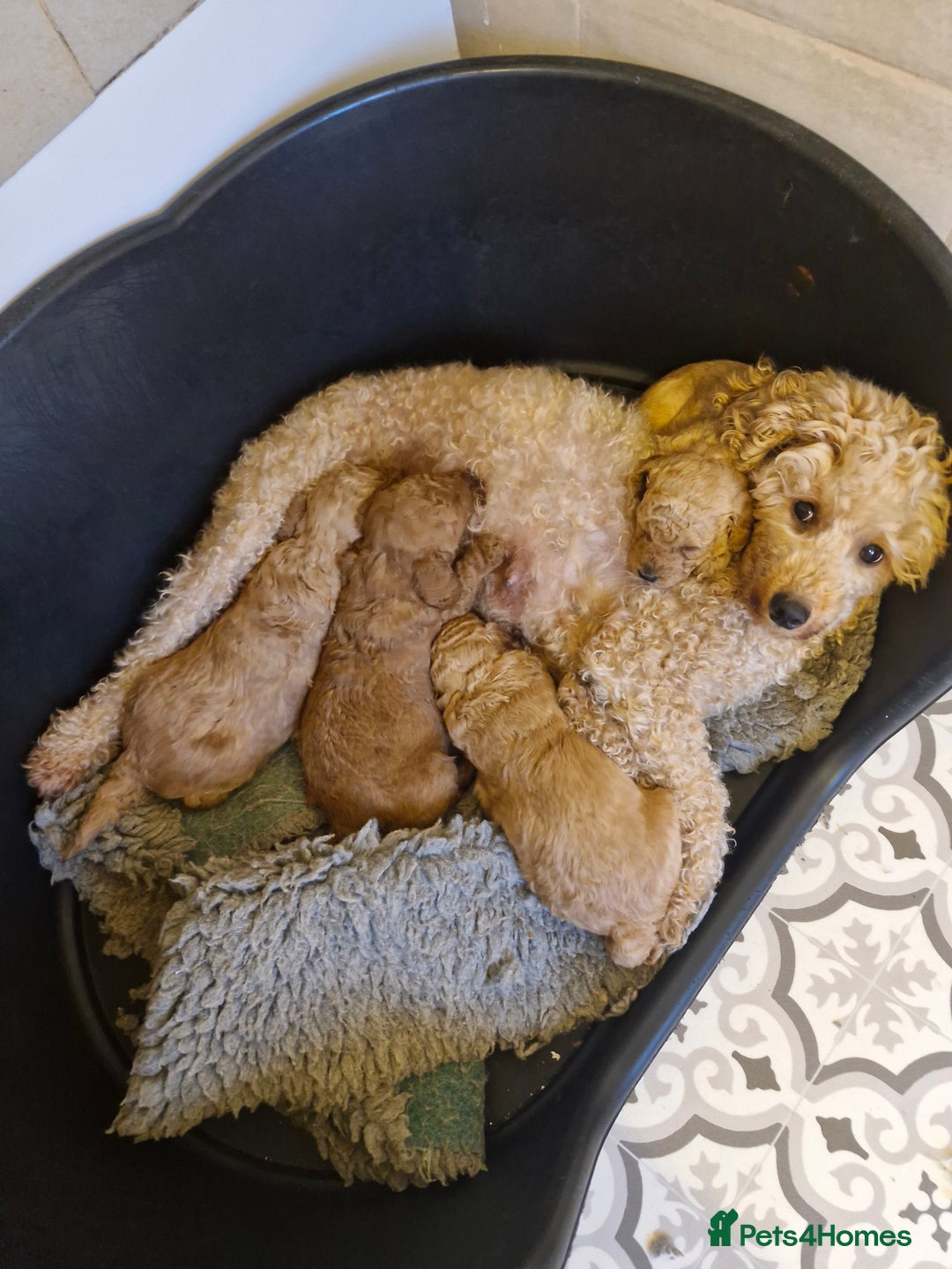 Miniature Poodle dogs for sale: Outstanding Show Quality MInature Poodles - Image 14