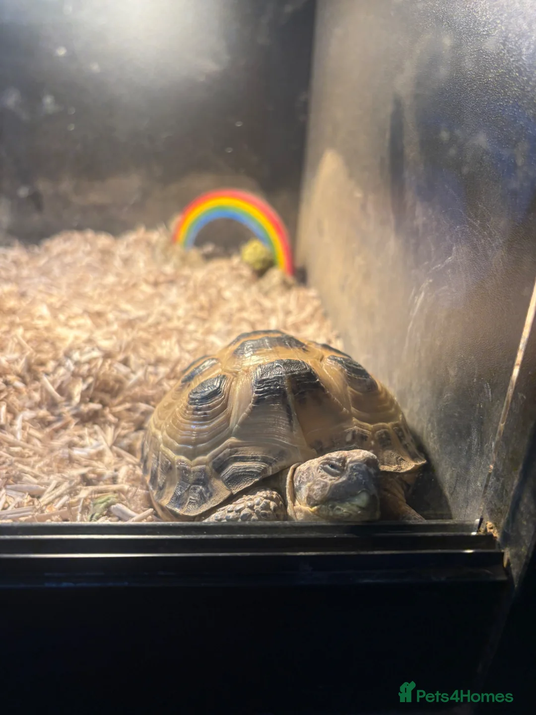 Hermann Tortoise reptiles for sale: Male Tortoise  in Bedford - Advert 4