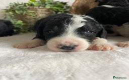 Bernedoodle dogs for sale: STUNNING DNA CLEAR F1 BERNEDOODLES - Image 3