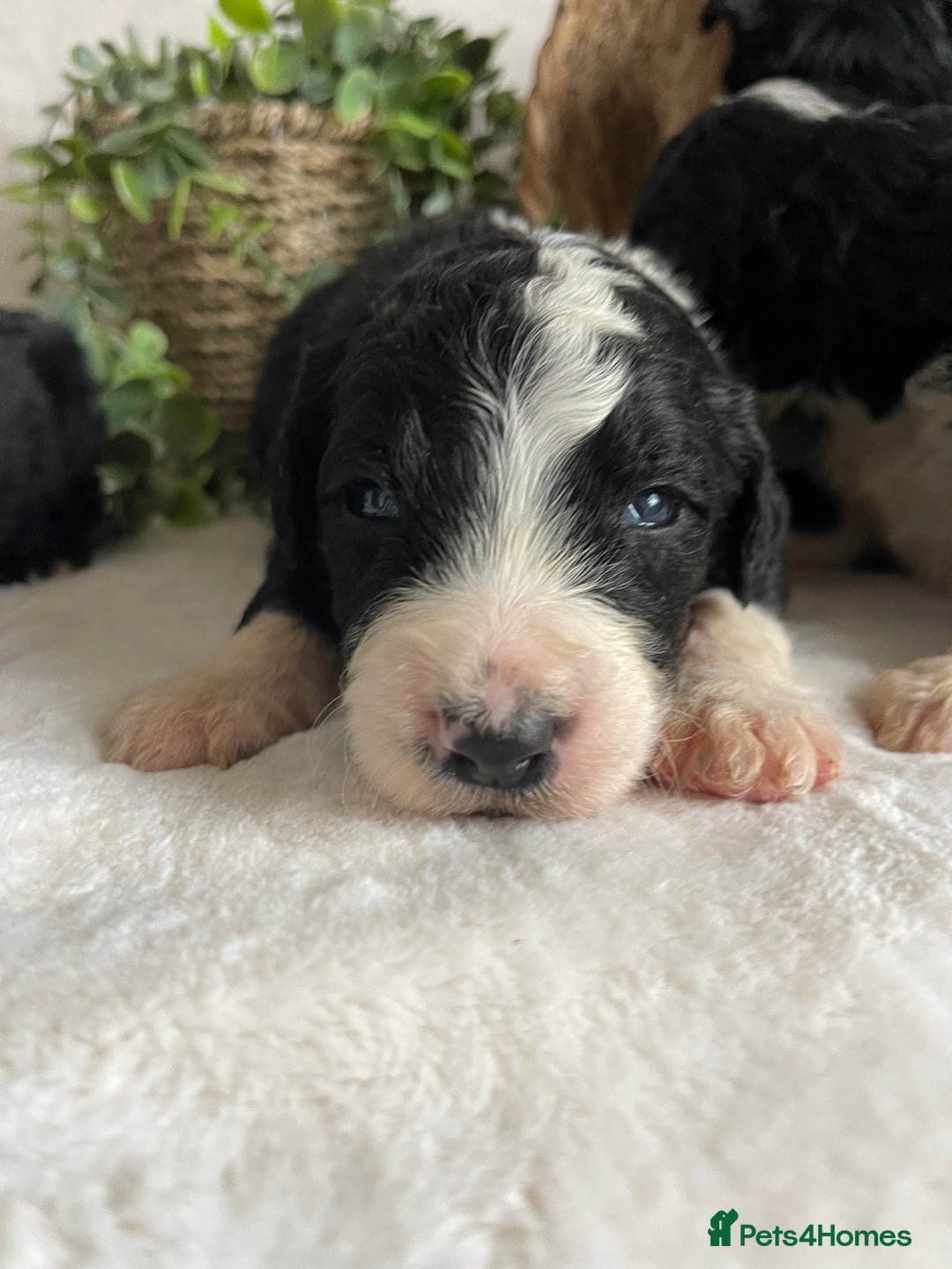 Bernedoodle dogs for sale: STUNNING DNA CLEAR F1 BERNEDOODLES - Image 3