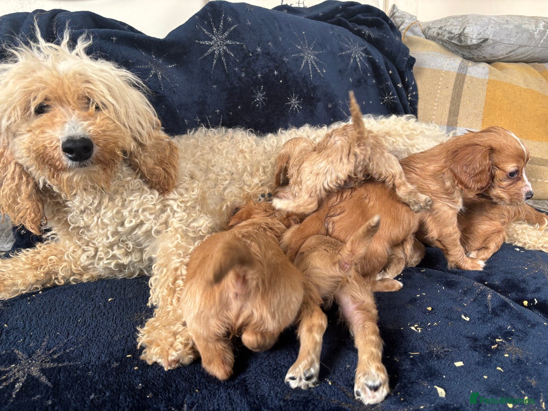 Cockapoo dogs for sale: Stunning cockapoos  - Image 9