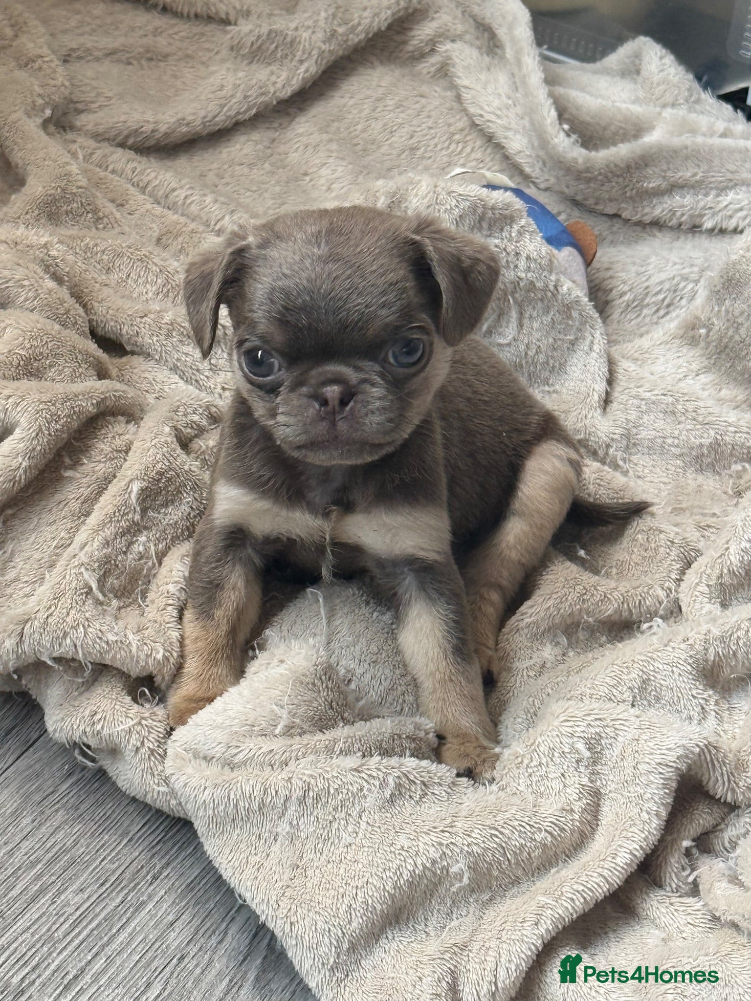 Pug dogs pug puppies  - Advert 6
