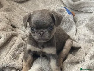 Pug dogs pug puppies - Advert 6