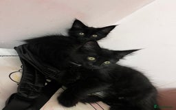 Maine Coon cats for sale: 2 sweet boys looking for new home - Image 11