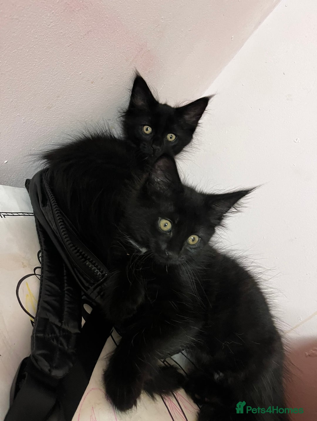 Maine Coon cats for sale: 2 sweet boys looking for new home - Image 11