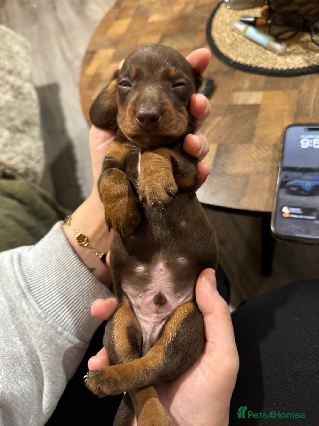 Miniature Dachshund dogs for sale: True Miniature Dachshund Puppies - Advert 15