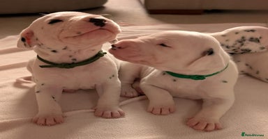 Dalmatian dogs - Advert 5