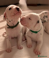 Dalmatian dogs - Advert 5