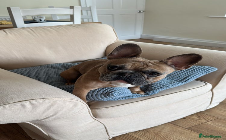 French Bulldog dogs - Advert 3